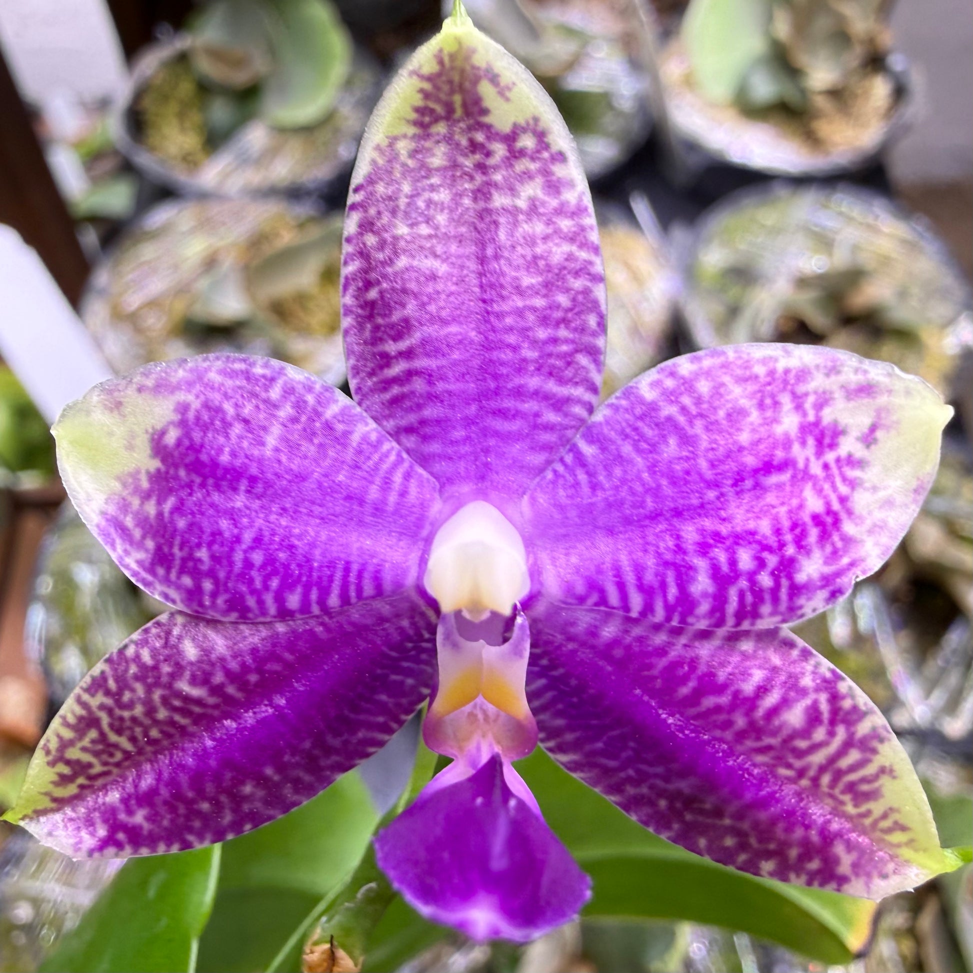 HCorchids