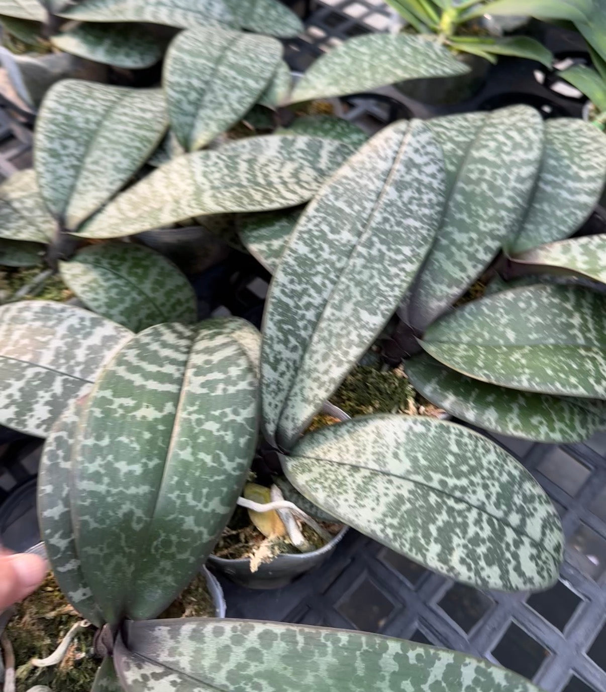 Variegated green and white leaves of orchid plant