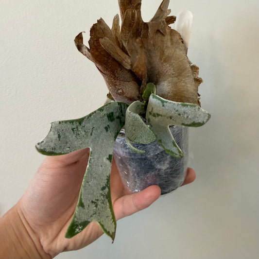 Platycerium Willinckii Little Moon Spore