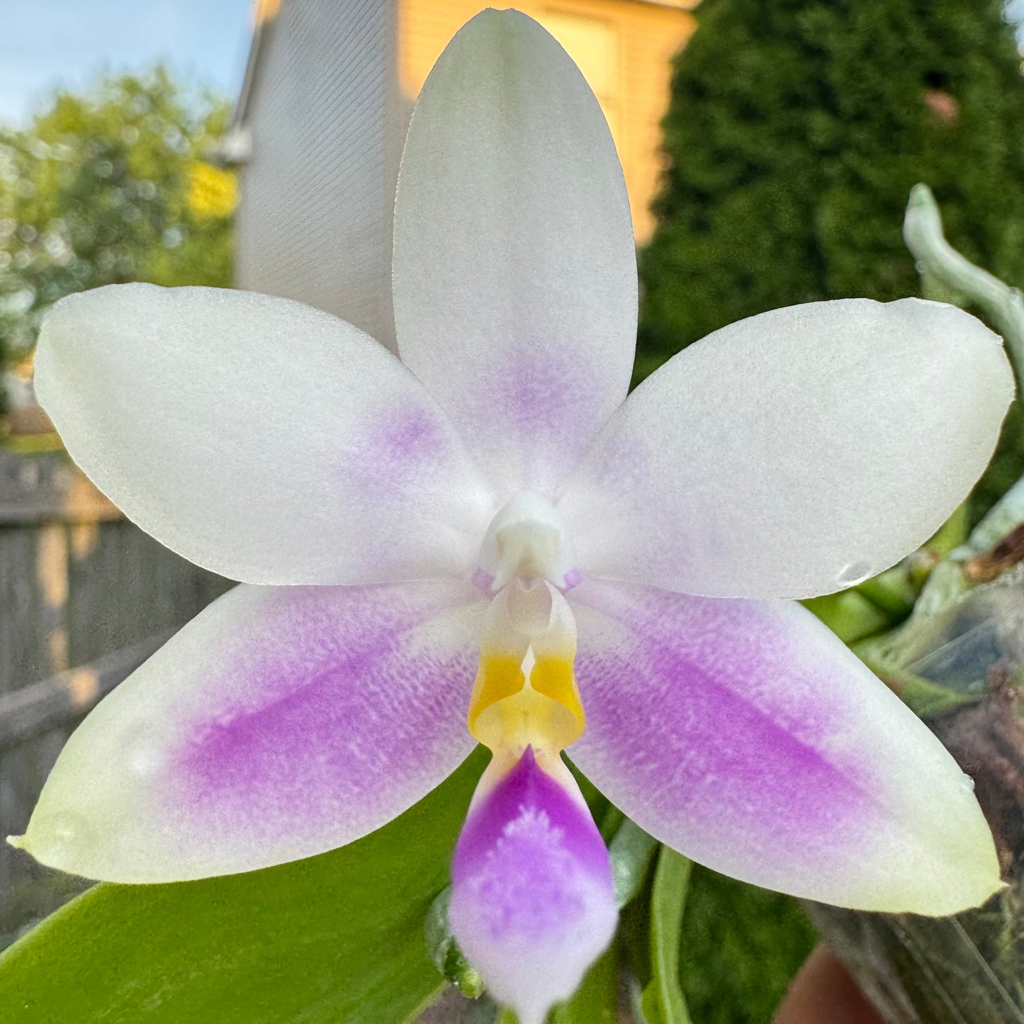 Phal. Vinh Long Sun "Magic Rock" x P. Lee Wai Queen “Blue Sea”