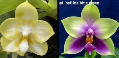 QA150 Phal. Yaphon Lover x Phal. bellina blue