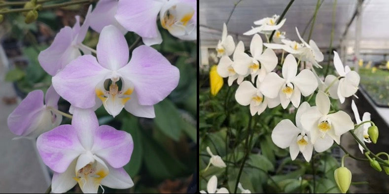 Phalaenopsis (sanderiana x amabilis Irean Java) in bloom with soft pink and white fragrant flowers, a rare hybrid orchid for home gardens.
