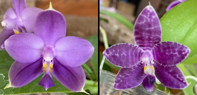 Flask- Phal. Mainshow Sapphire blue x Phal. Mainshow Blue Elf #6