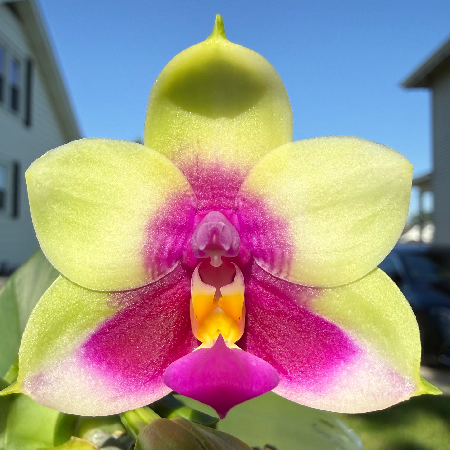 Phalaenopsis SG Passion