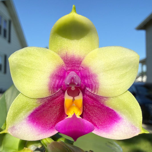 Phalaenopsis SG Passion