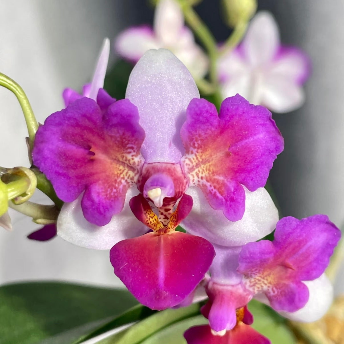 Phal. Liu’s Berry - Peloric