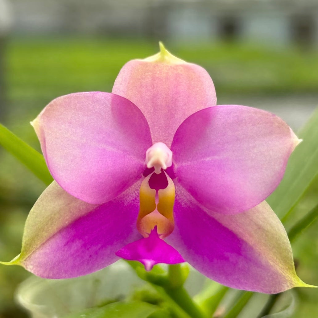 Phalaenopsis (Penang Violecea ‘BK forest’ x (Penang Jewel X (Yaphon Super Jaguar x Samera)) ‘雙梗深藍圓’)