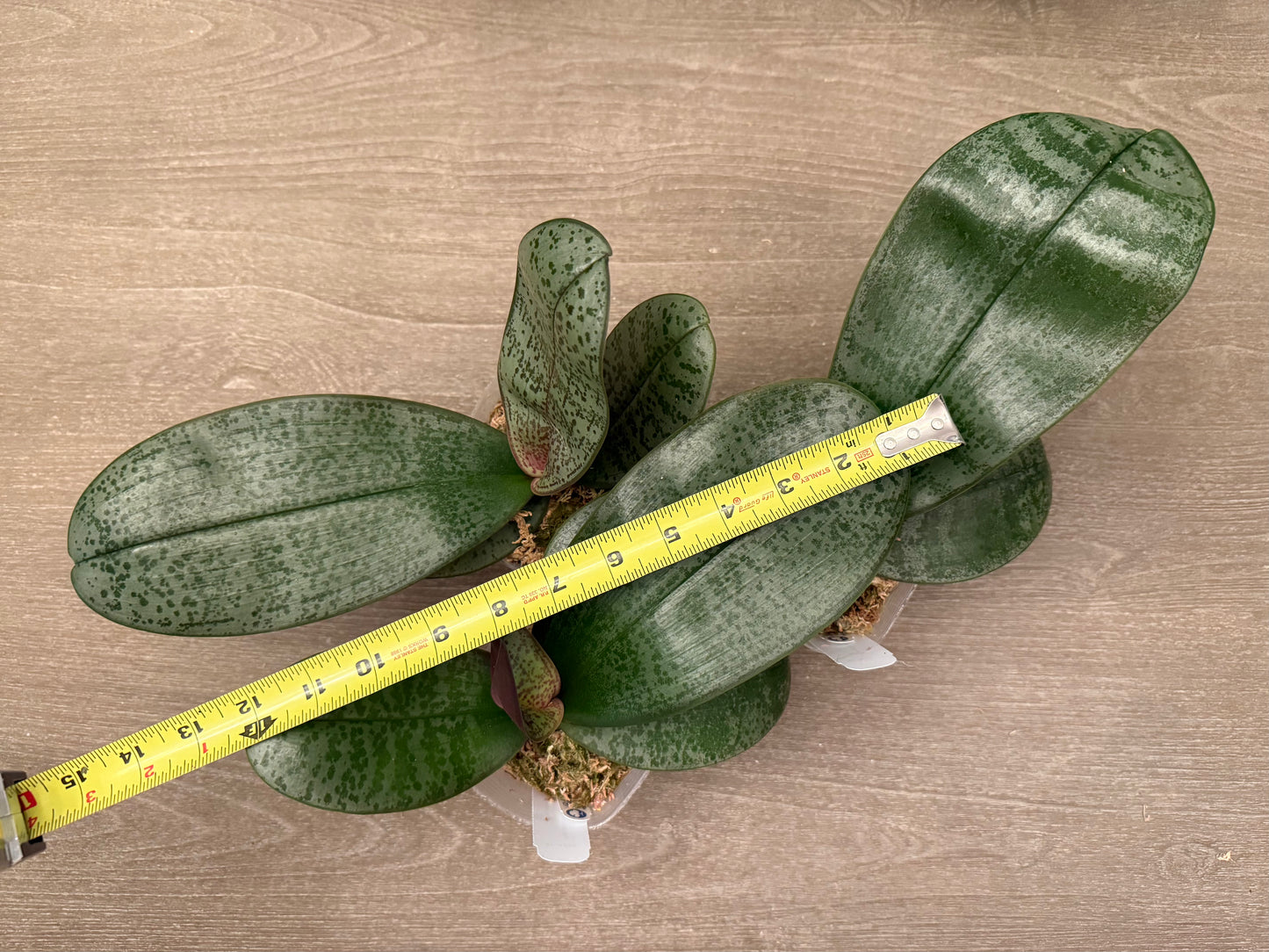 Phalaenopsis (schilleriana ‘Sliver Mountain’ x sanderiana ‘sliver’) BTA379