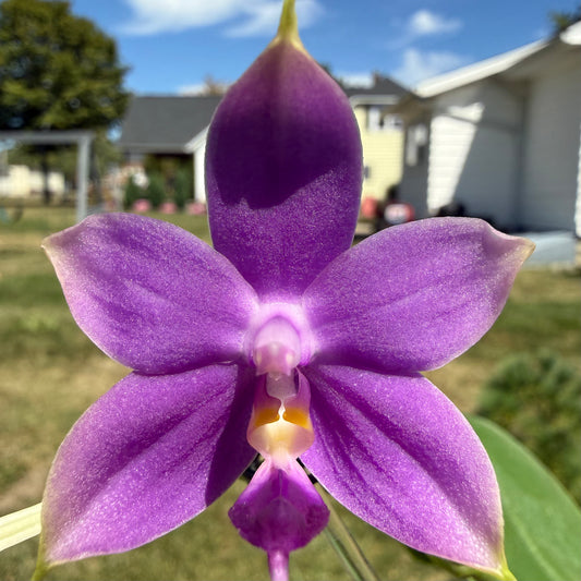 BKH2212 - Phal. (Penang Jewel X (Yaphon Super Jaguar X Samera)) x Phal. Yaphon Blue Bird
