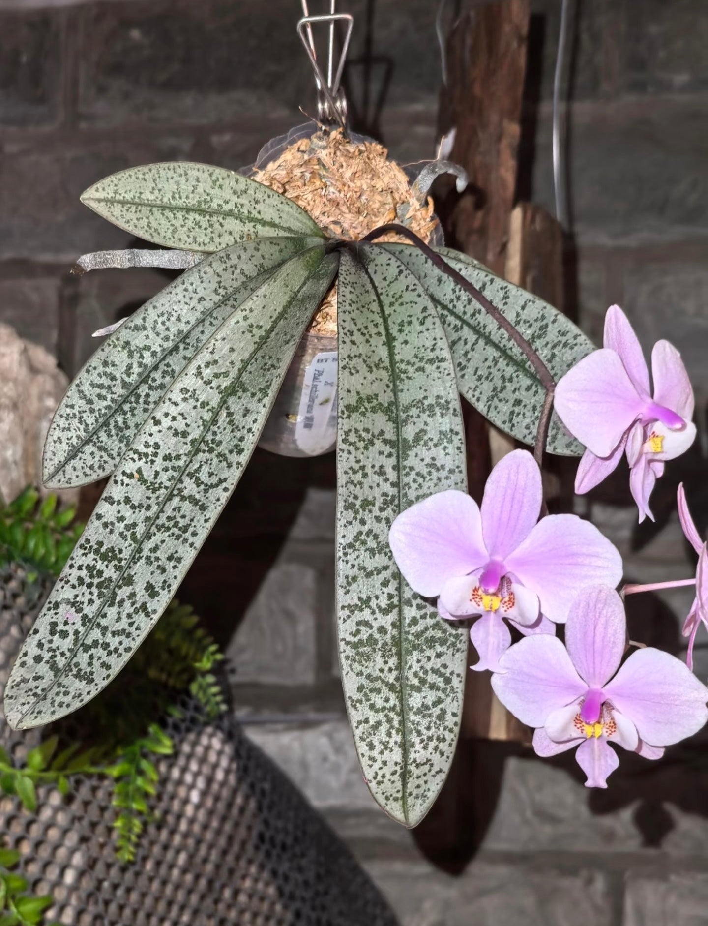 BTS66 - Phal. schilleriana ‘Sliver Fox’ x Phal. schilleriana ‘Sliver Dragon’