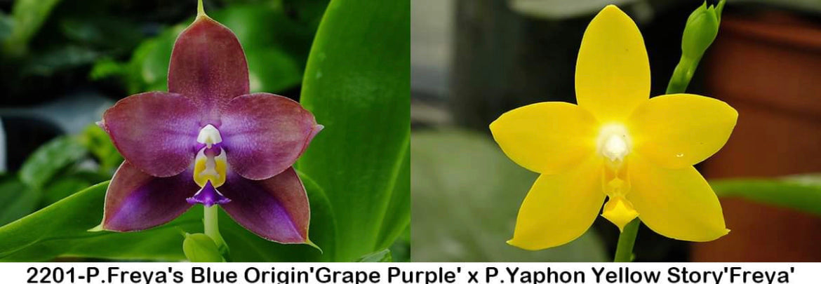 Phal. Freya's Blue Origin'Grape Purple' × P. Yaphon Yellow Story'Freya'