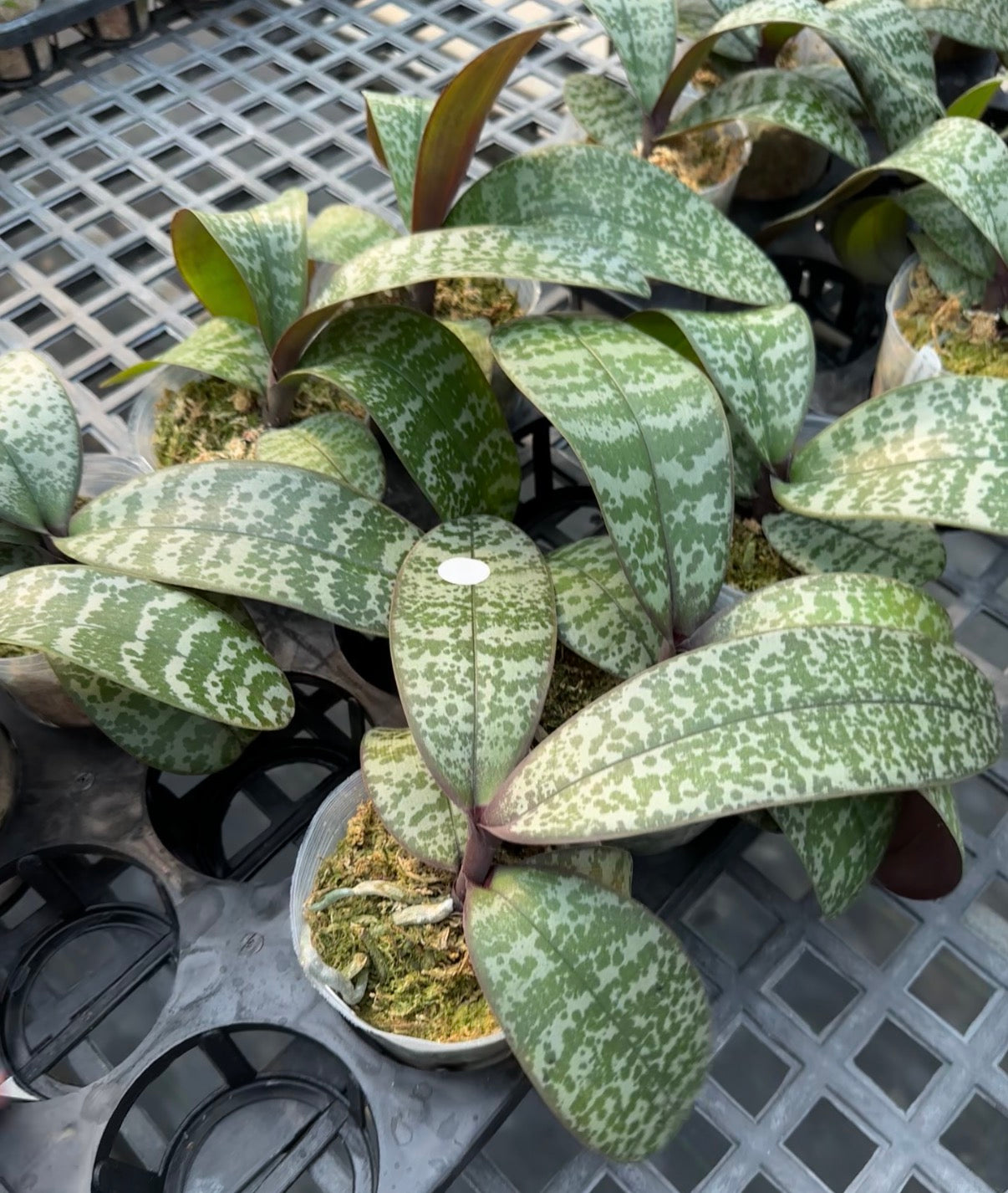 Green and white variegated foliage plant in nursery pot, suitable for home decor