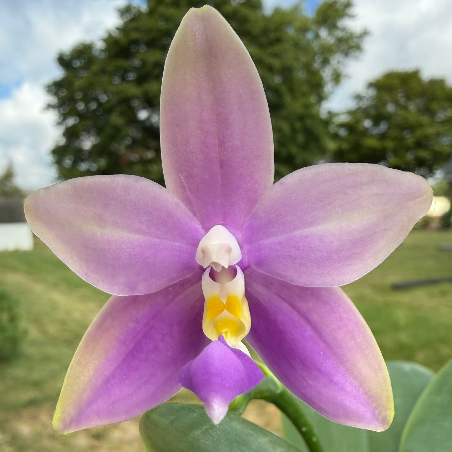 CA750 - Phal. Lucien Purple Lover x Phal. Yang Yang Blue Bellina