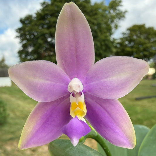 CA750 - Phal. Lucien Purple Lover x Phal. Yang Yang Blue Bellina