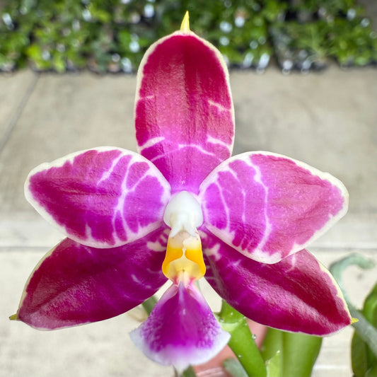 Phal. Norman’s Blue Jennifer X Phal. Mainshow Magic