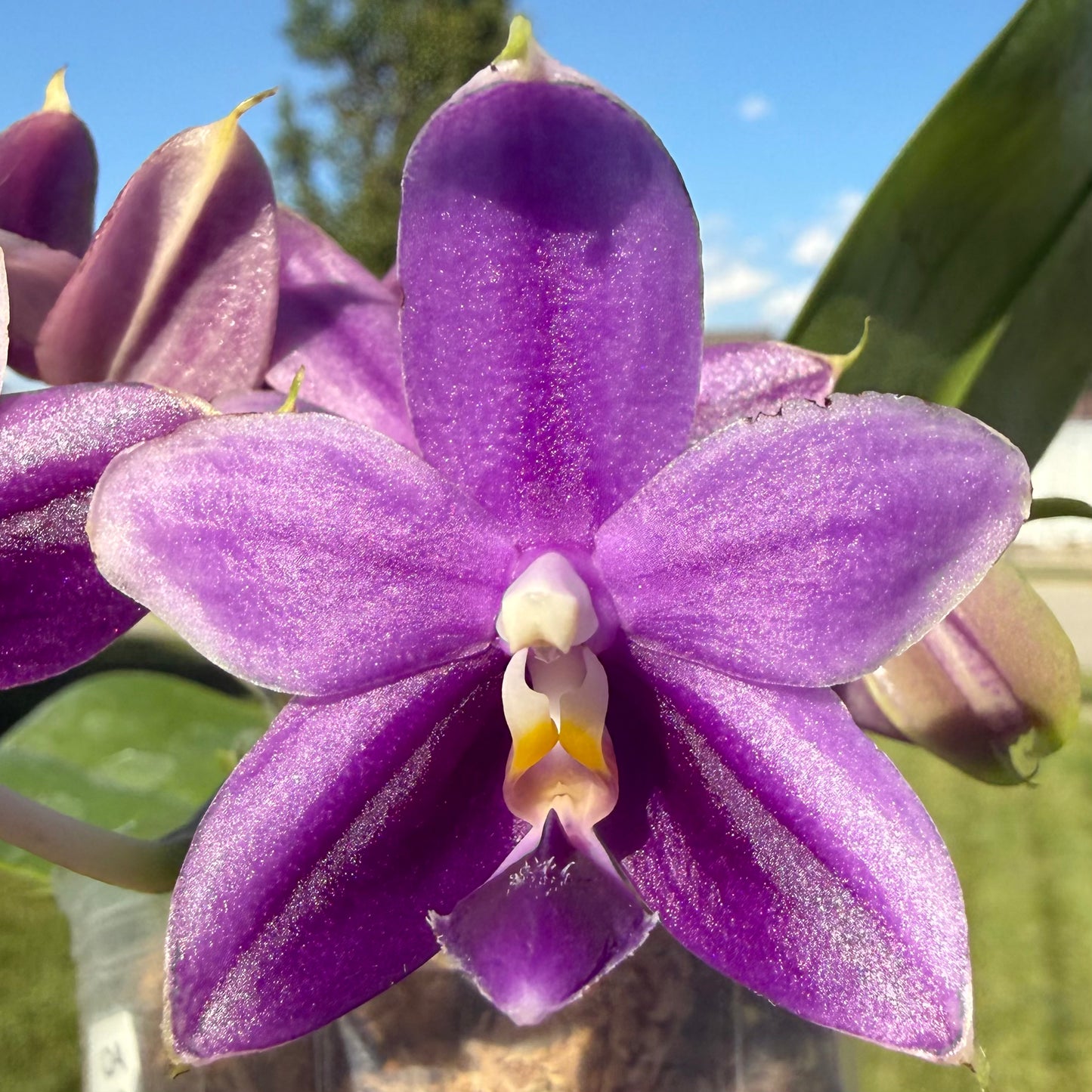 Phalaenopsis (Mainshow Blue Tint x Mainshow Sapphire)
