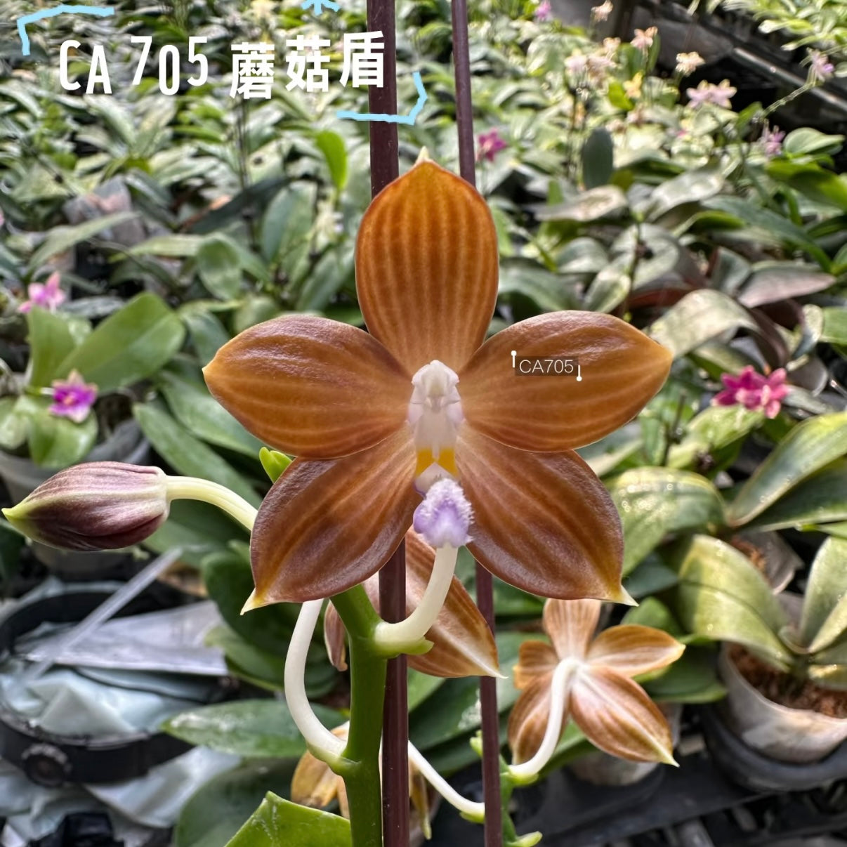 CA705 Phal Lucien Mugato x Tetraspis orchid with caramel-toned petals and purple lip, showcasing sequential blooming in greenhouse.