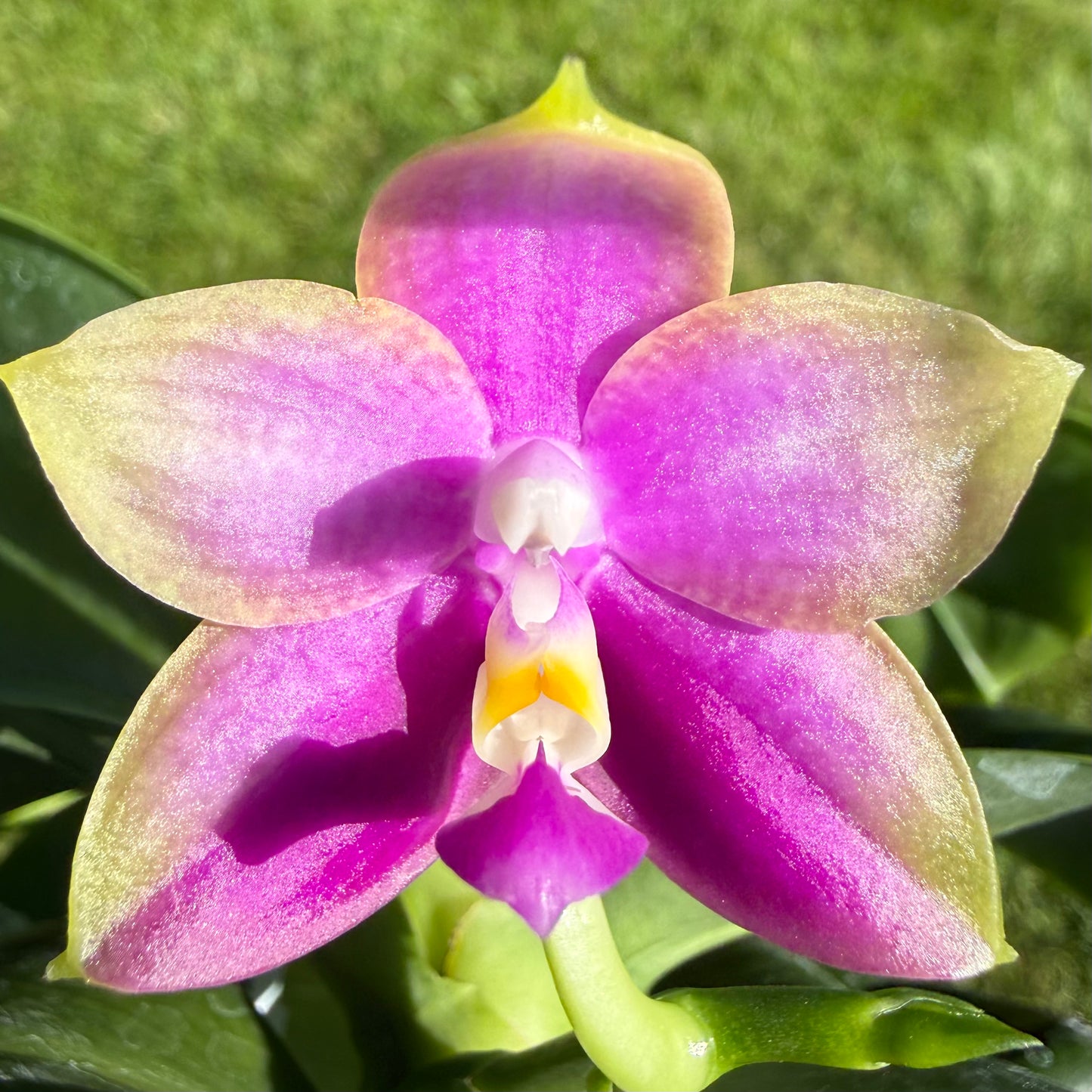 Phalaenopsis Mituo Blue Sphinx