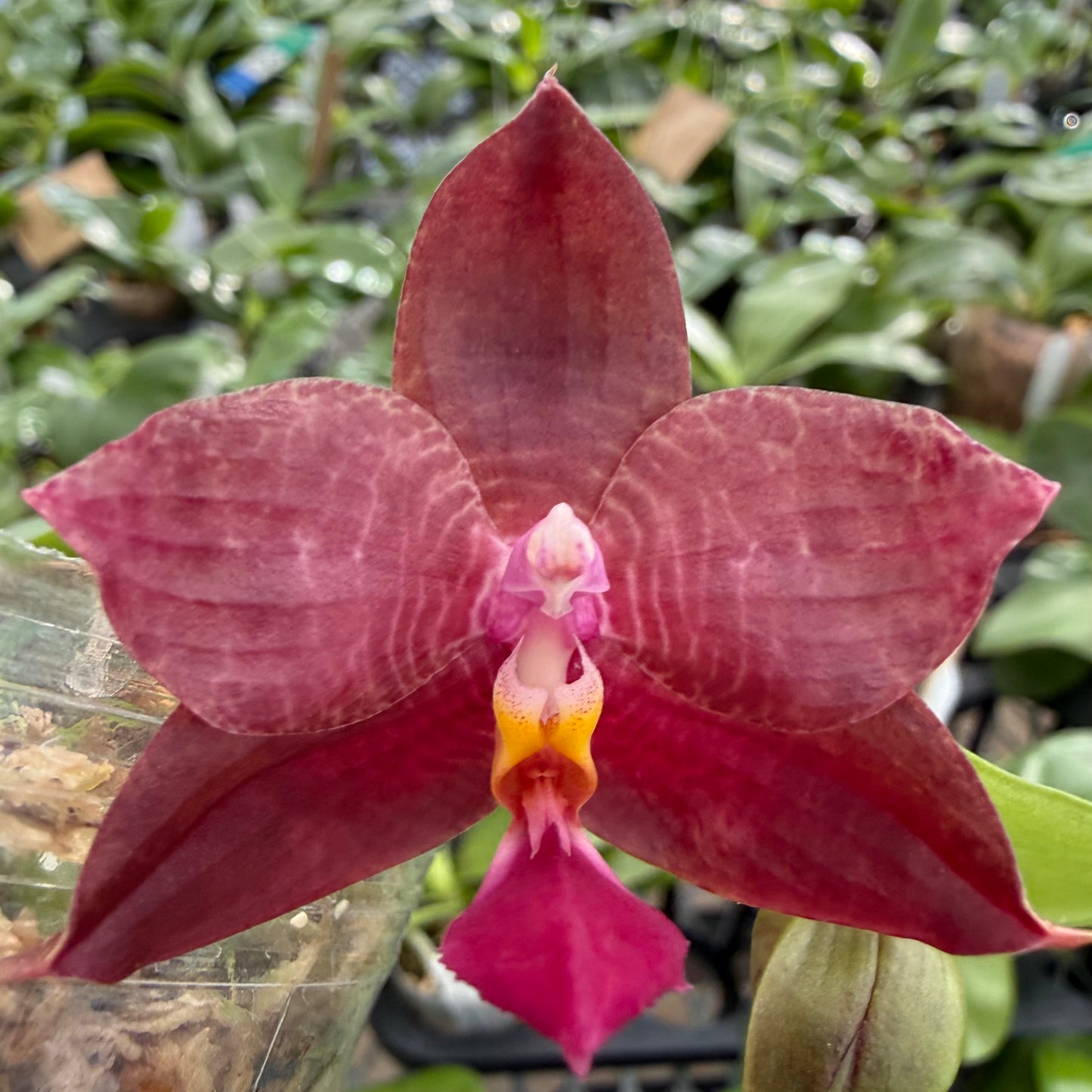 A close-up of a blooming Phalaenopsis orchid flower with deep burgundy petals, a pink and white center, and a yellow-orange lip, photographed in a greenhouse with other plants blurred in the background.