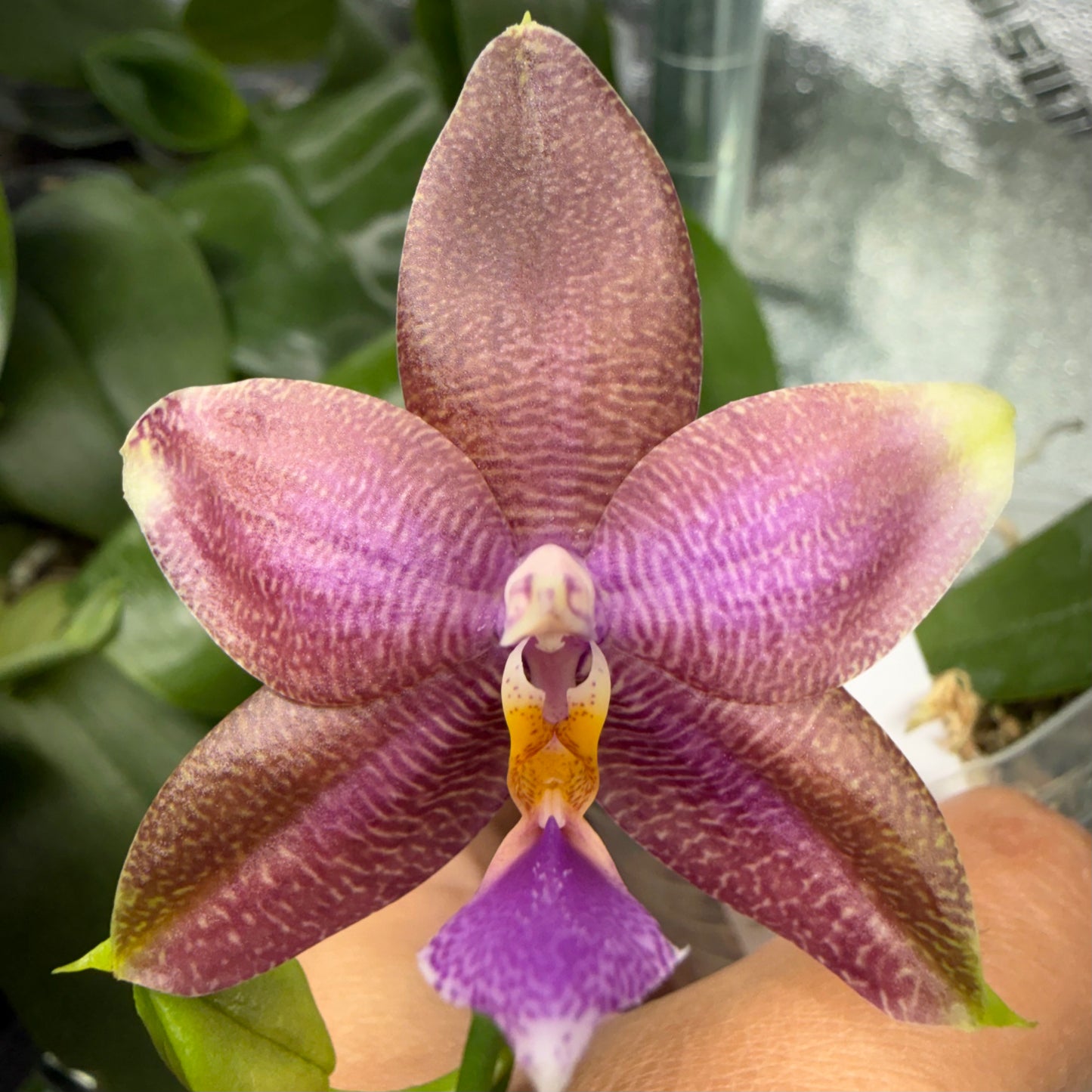 Phalaenopsis (YY Black Ludde x (Yaphon Blue Jewel x Lee Wai Queen))