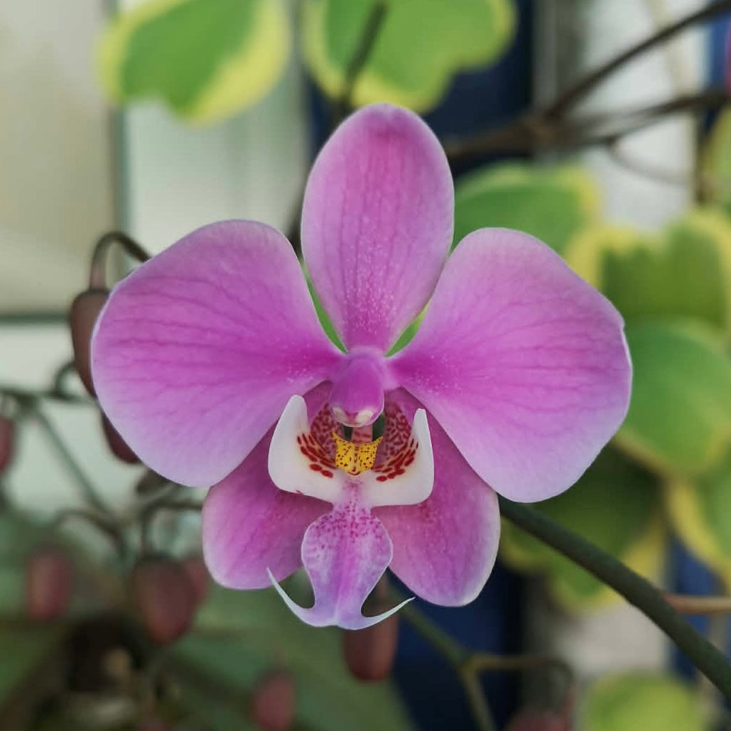 Phalaenopsis schilleriana ‘YL102’