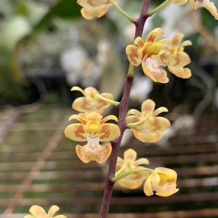 HCorchids