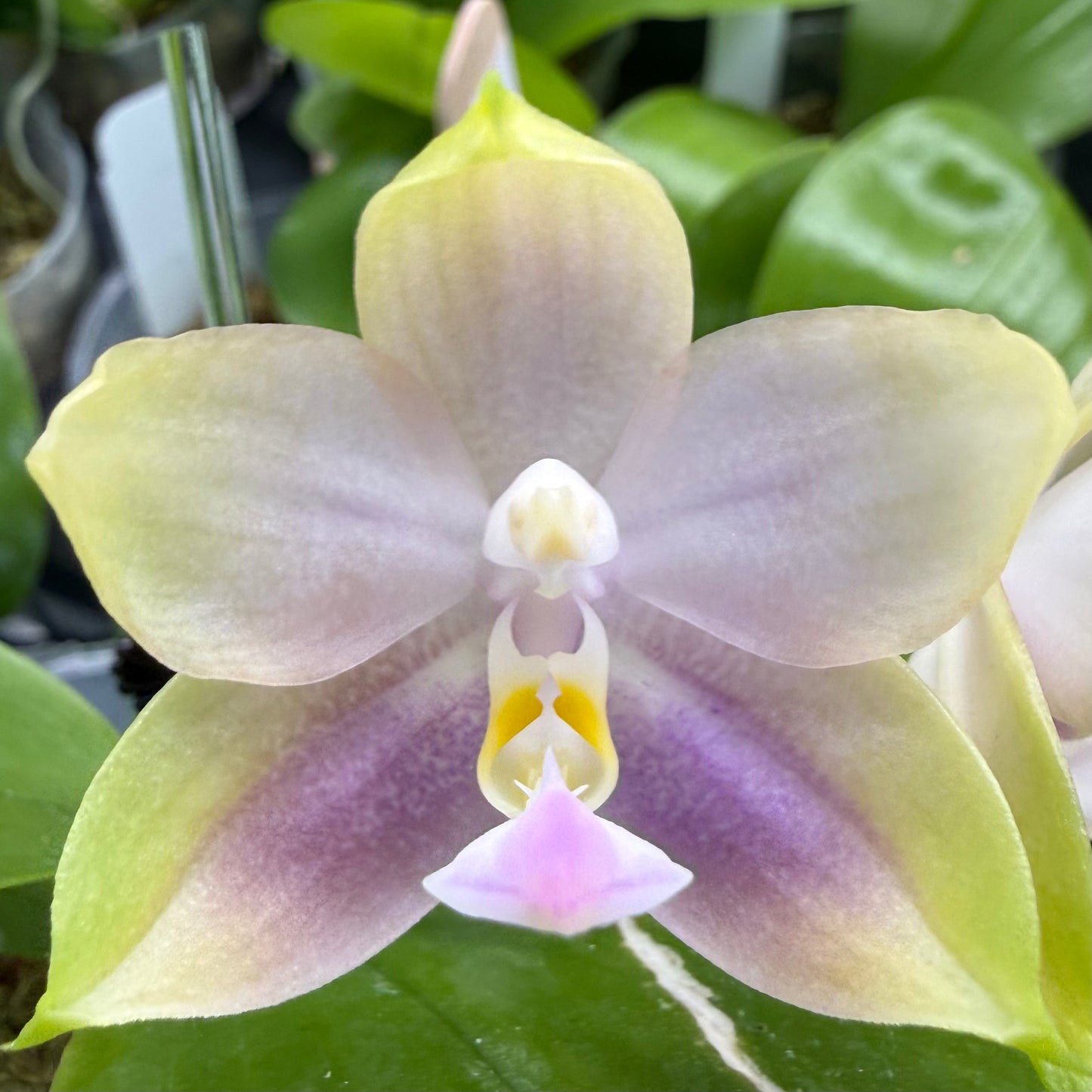 Phalaenopsis (Freya’s Blue Origin x Mituo Blue Frog)