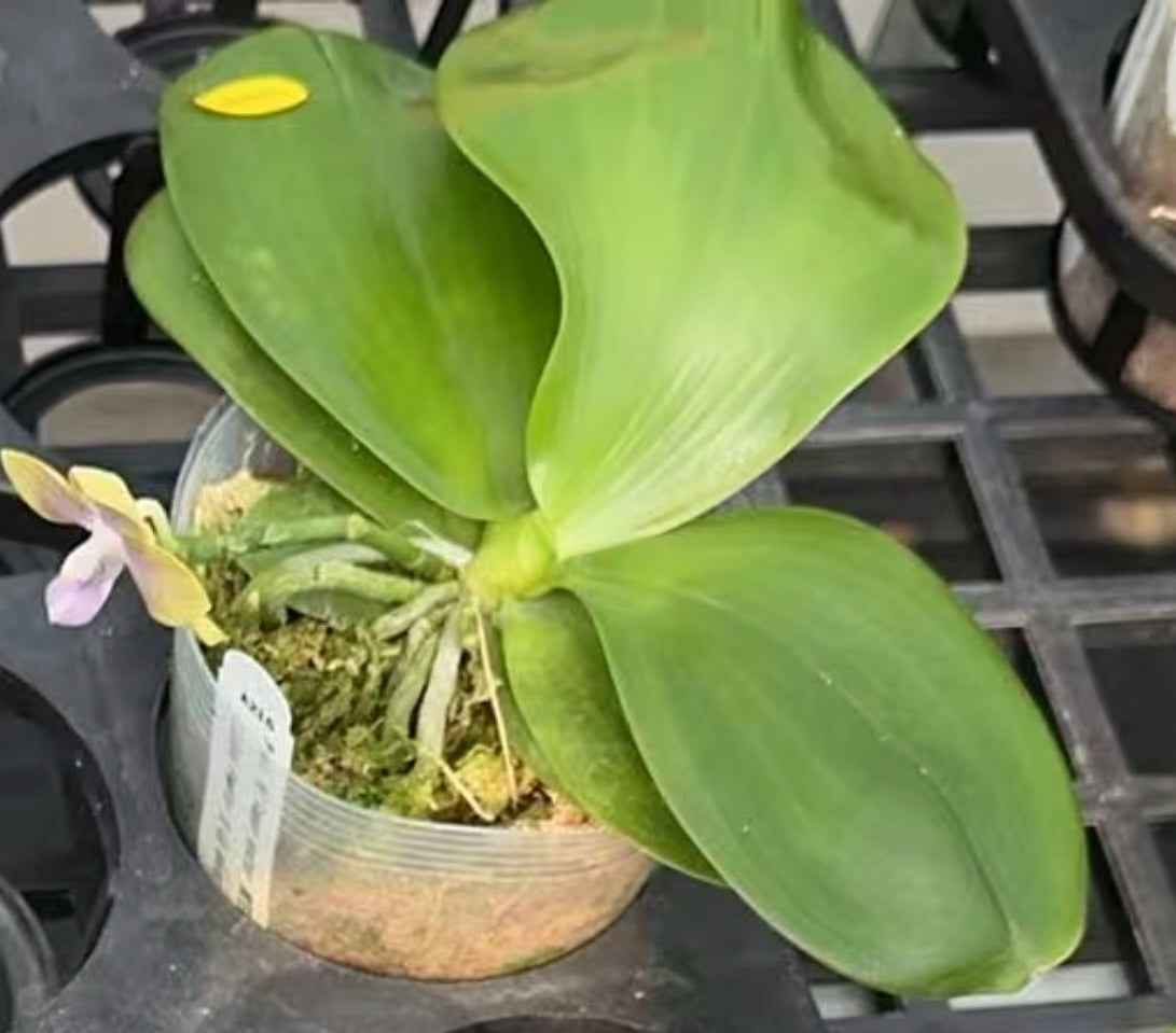 BTA216 - Phal. LL Blue Family x Phal. LD Avatar ‘Blue Memory’ #25