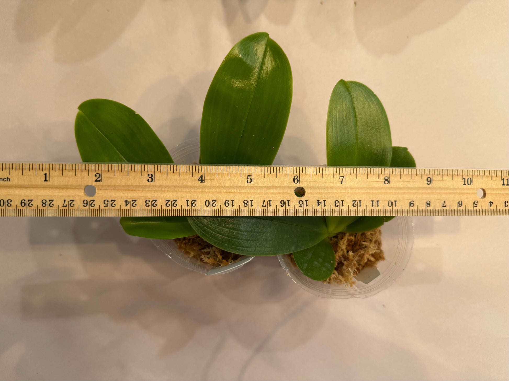 Young Phalaenopsis (Mituo Reflex Dragon x Penang Jewel) Orchid seedling in pot, measuring approximately 12 cm wide, perfect for indoor plant lovers.