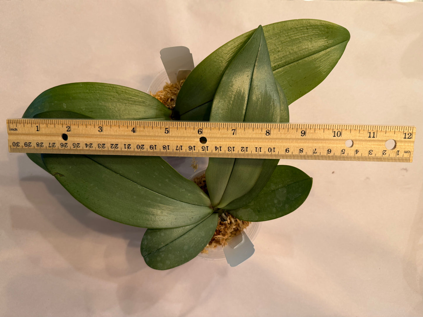 Phalaenopsis (philippinensis x mannii var. black)