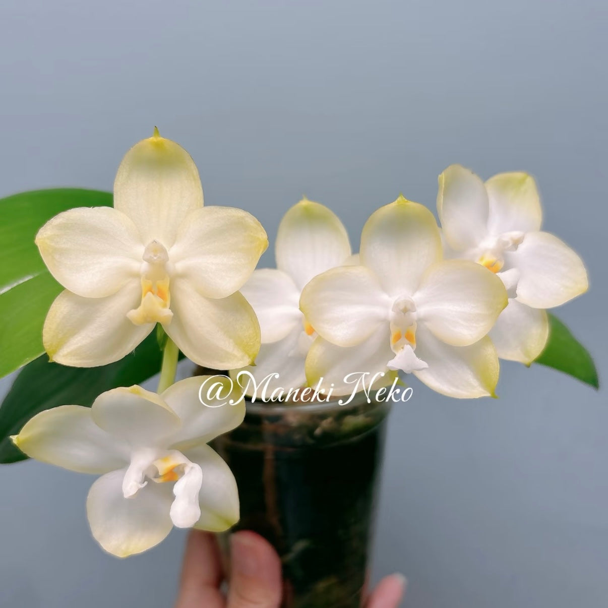 Phal. Patti Lee novelty orchid in bloom with creamy white petals and yellow tips, ideal for fragrant indoor plant collections and orchid care enthusiasts.