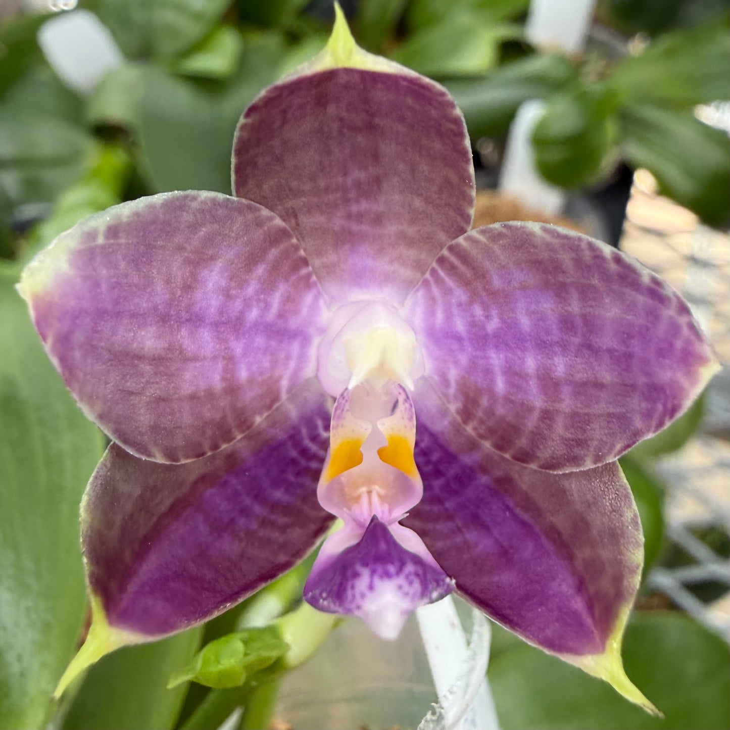 Phalaenopsis BT Black Jack