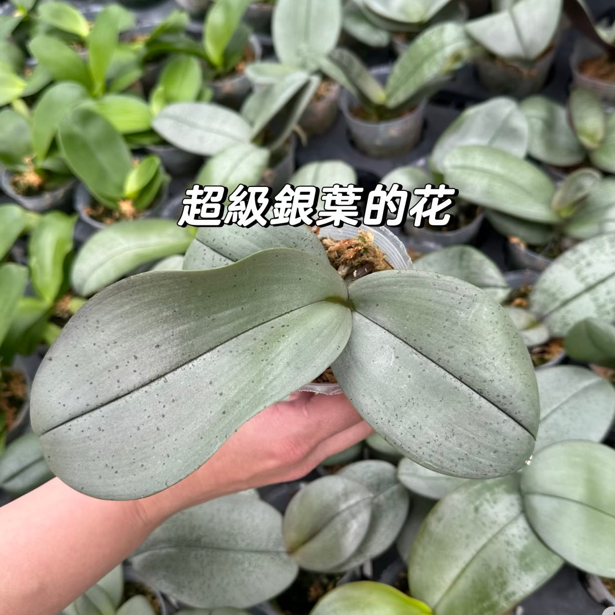 HCorchids