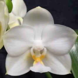 Phal. Tristar Snow Princess ‘Tristar’ AM/AOS