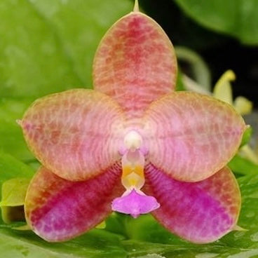 Phal. Freya's Blueberry'Fish scales' x P. Mituo Love'Rainbow 520'