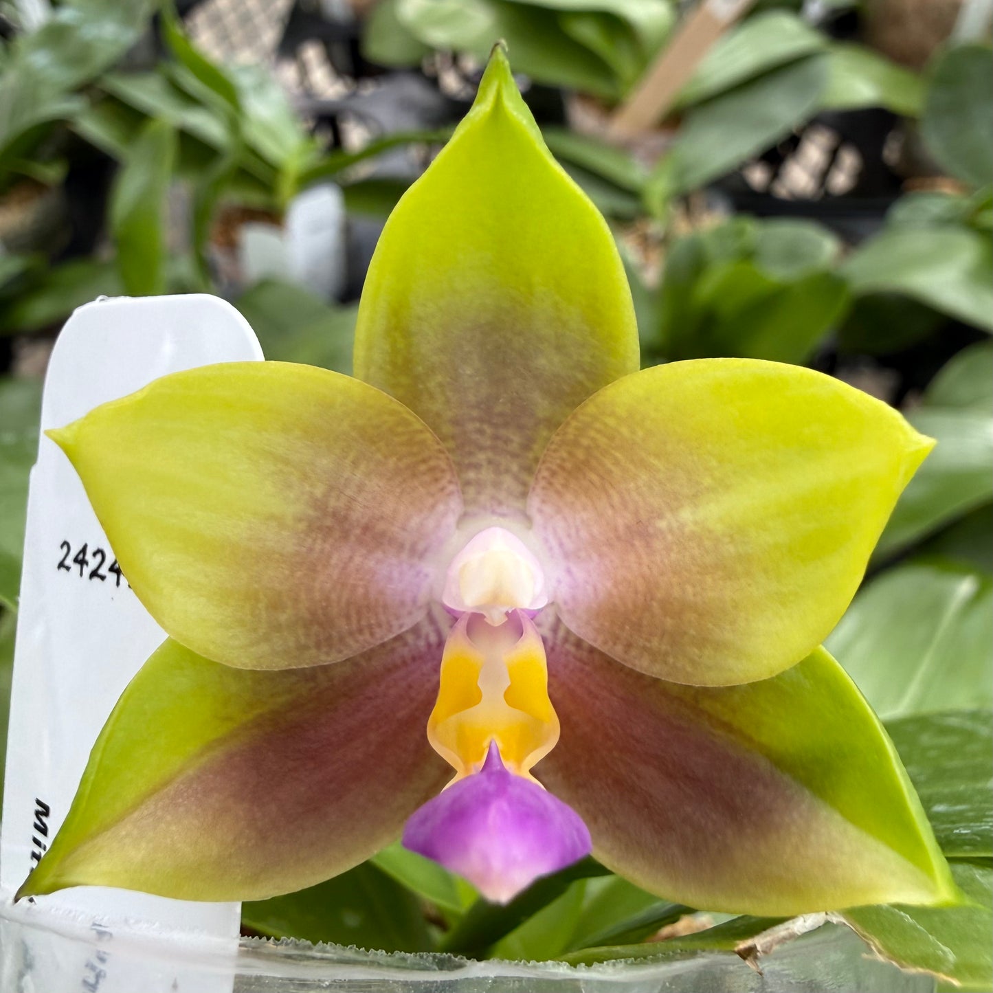 Phalaenopsis (LL Blue Family x Mituo Purple Dragon ‘Blue Penguin’)