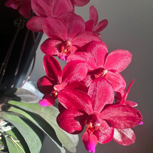 Phalaenopsis Buddha’s Treasure