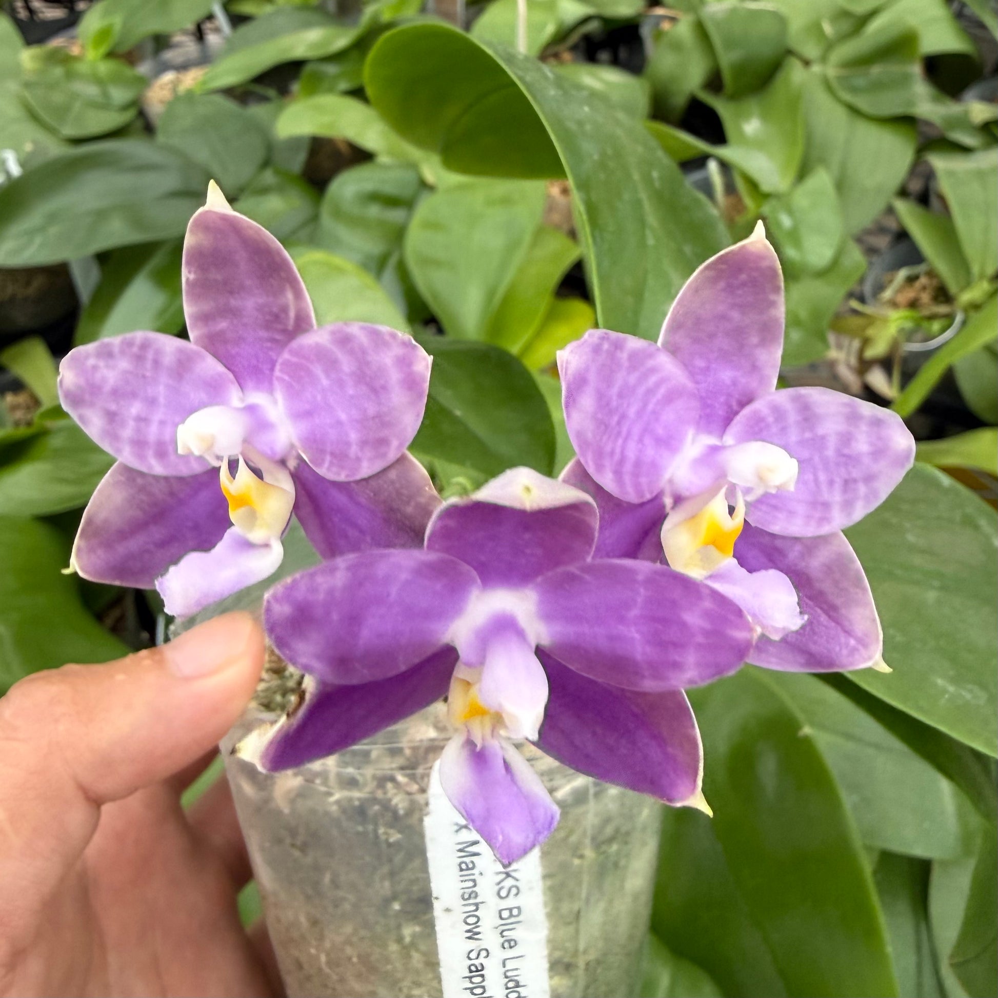 HCorchids