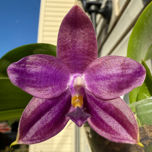 Phal. Norman's Blue Jennifer x Phal. Mainshow Blue Wave #1