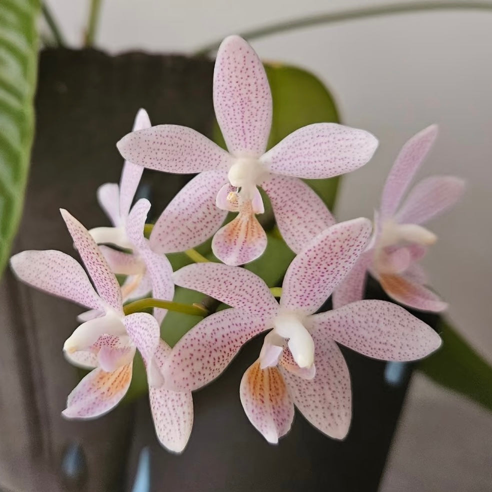 Pink spotted orchid flowers in bloom