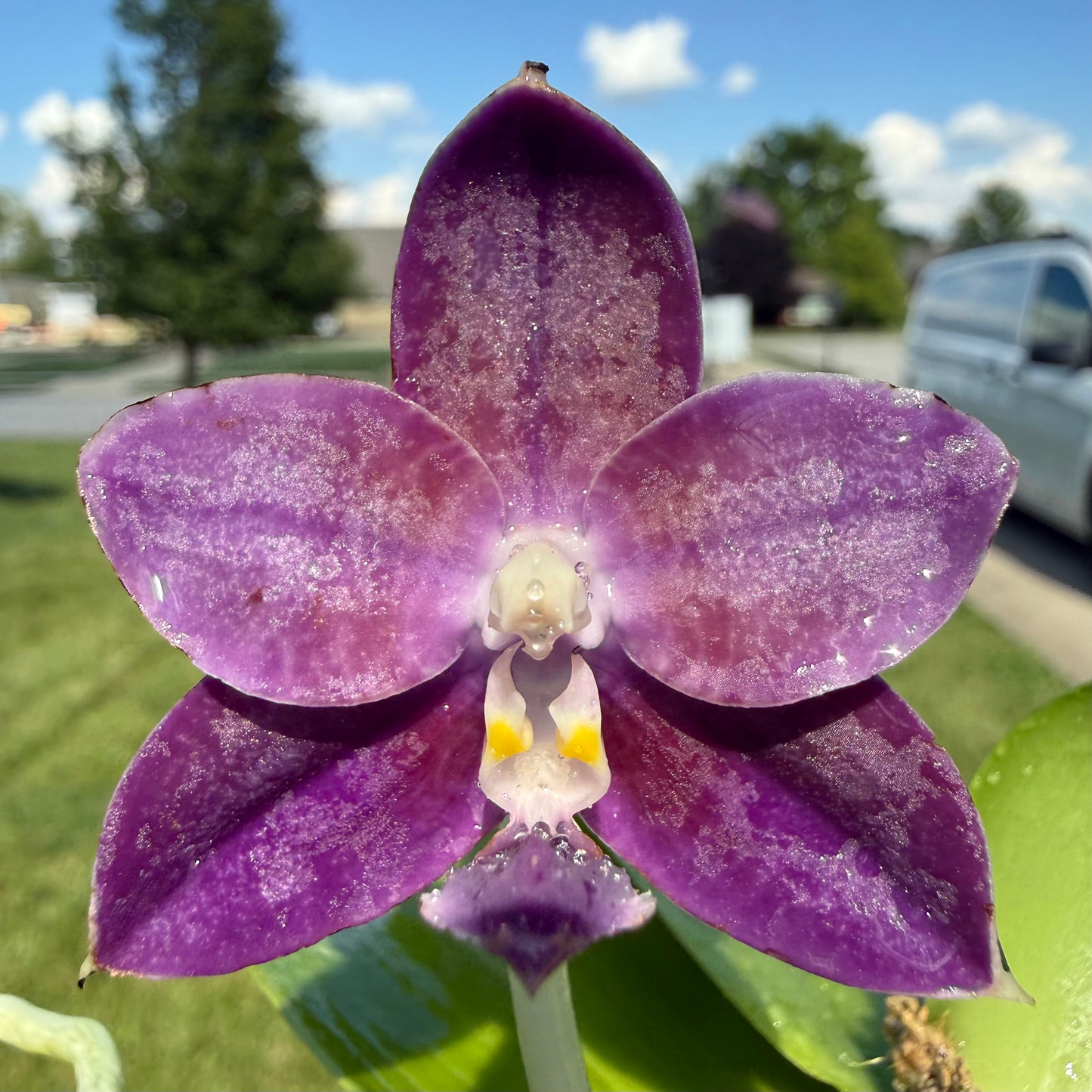 Phalaenopsis (Mainshow Blue Tint x Mainshow Sapphire)