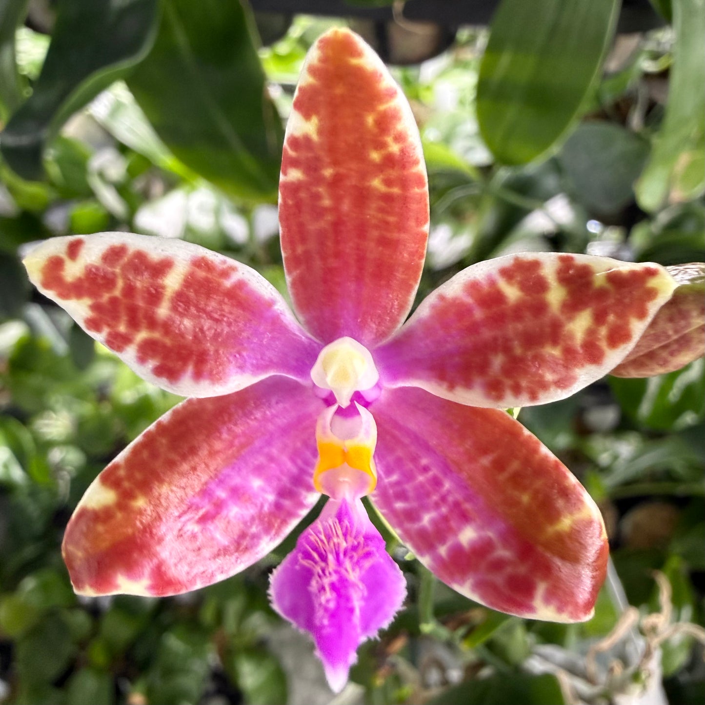 Phalaenopsis (mariae f. coerulea x Fintje Kunriawati)