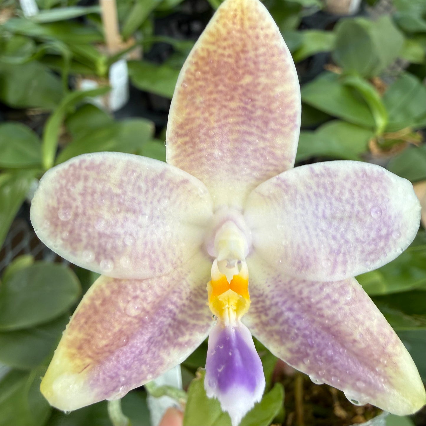 Phalaenopsis Bentley’s Star