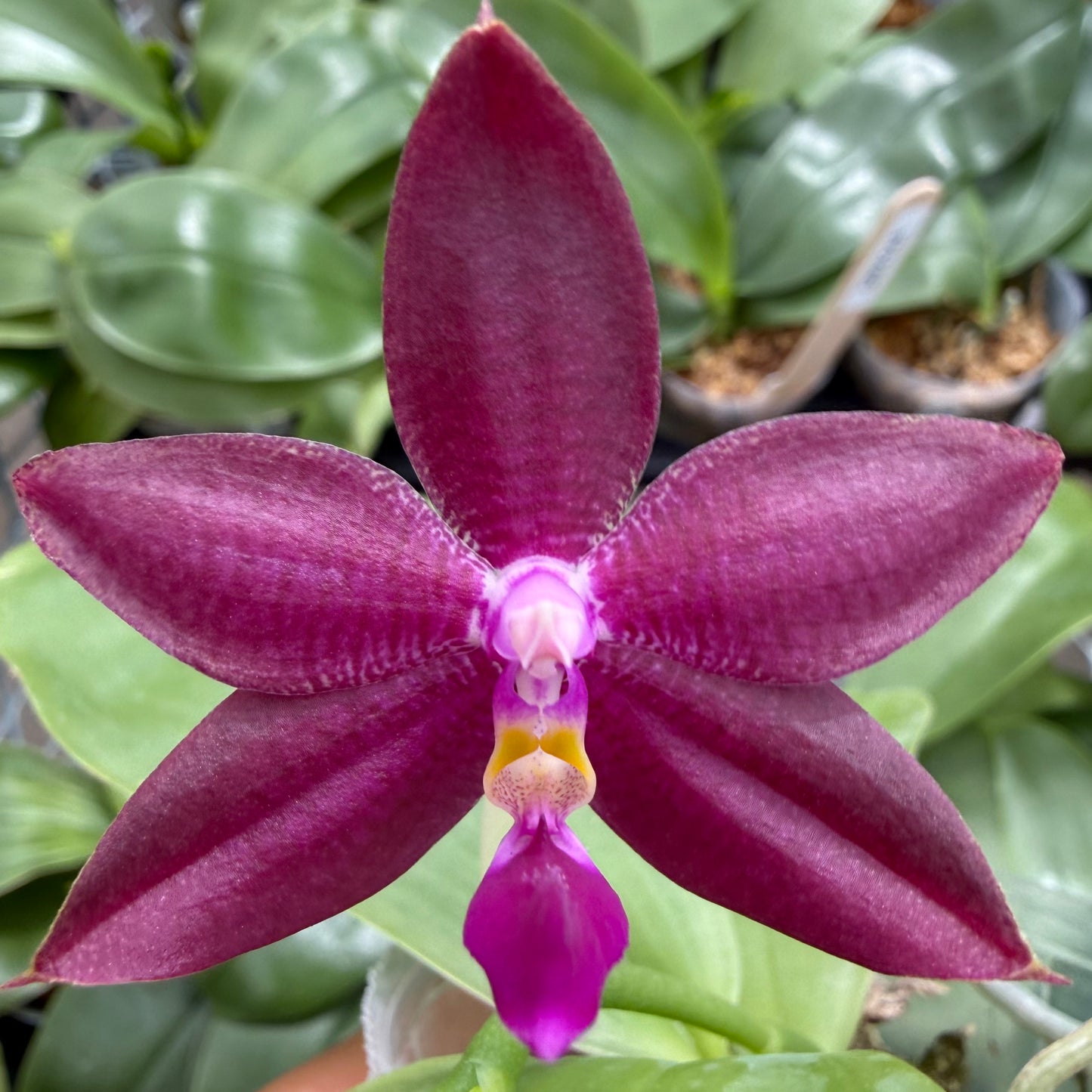 Phalaenopsis (Freya’s Blue Origin x Yang Yang Blue Dragonfly)