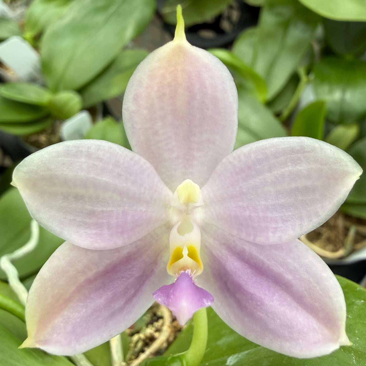Phalaenopsis Freya’s Blue Danube