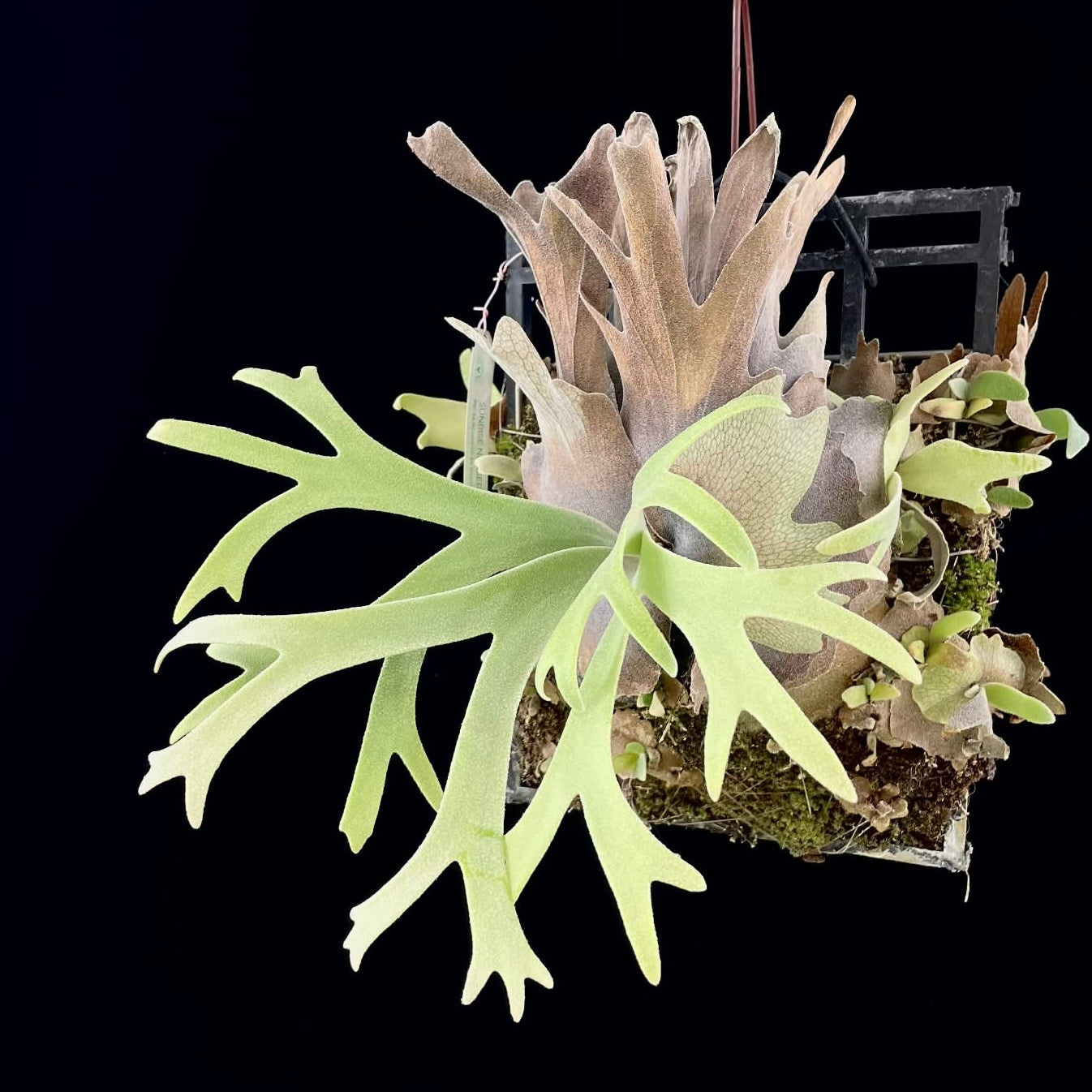 Platycerium Willinckii Nook Thin fern with distinctive antler-like foliage and textured brown shield fronds, ideal for home garden collectors.