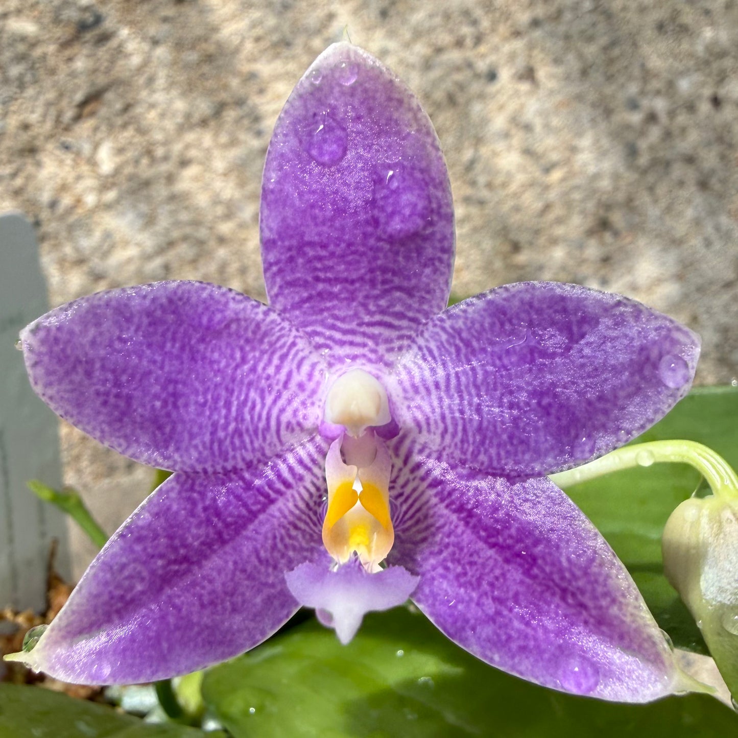 Phalaenopsis (Freya’s Blueberry Jam x Freya’s Deep Blue)