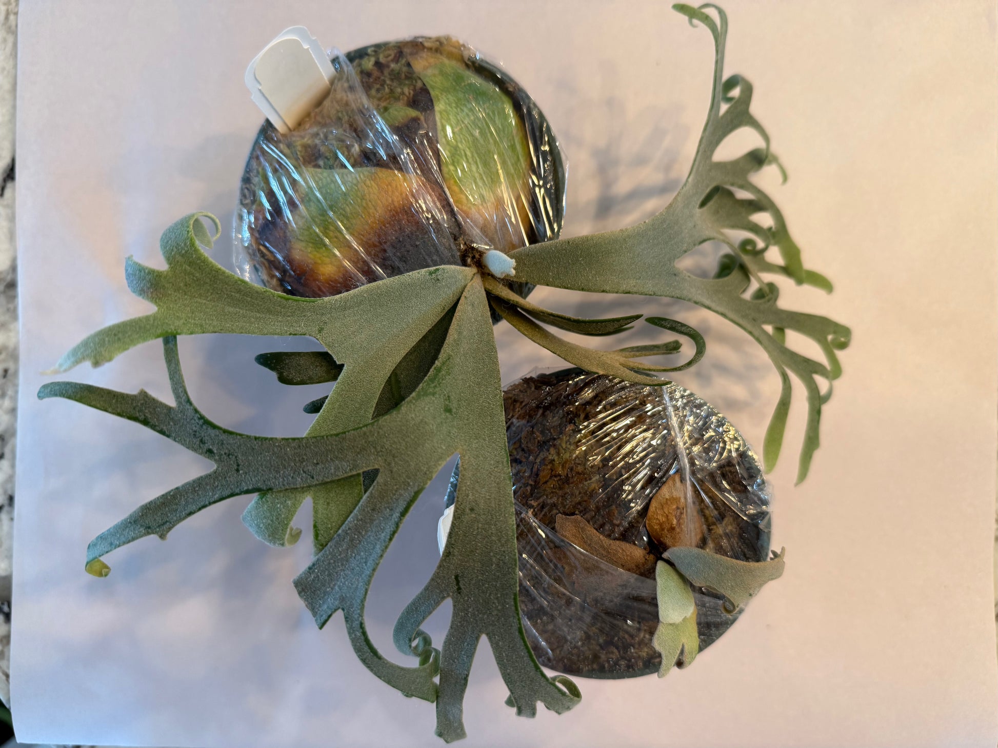 Two Platycerium Jenny pups wrapped in plastic on mounting bases, featuring young fronds. Ideal collectible indoor plants for shaded home garden spaces.