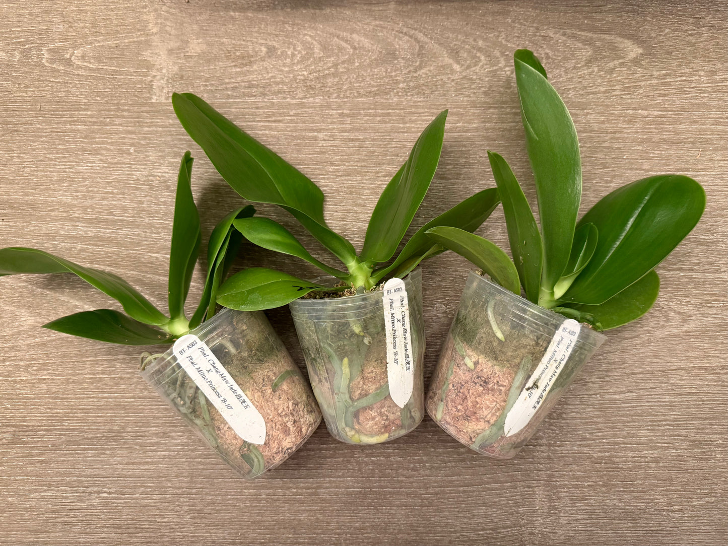 Phalaenopsis BT Royal Park