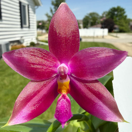 Phalaenopsis (bellina coerulea x speciosa blue)